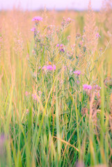 Pink wildflowers in green grass.