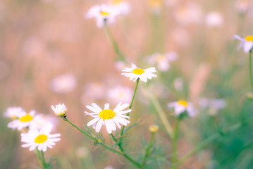 Romantic summer flowers, wild daisy