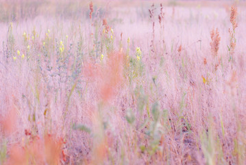 Summer field landscape with fluffy multicolored grass