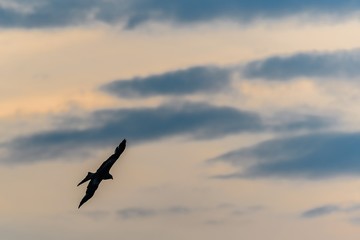 A silhouette of a bird of prey against an evening sky. It is a Red Kite (Milvus milvus).