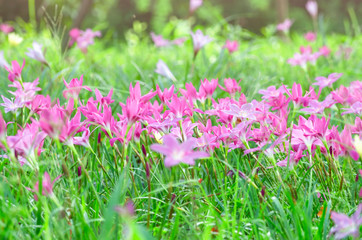 Obraz na płótnie Canvas Pink flowers in a pastel-style flower garden