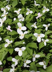 A large area of white trilliums the flower of Ontario and Ohio