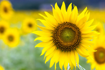 Obraz premium Field of blooming sunflowers a beautiful nature background.