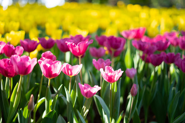Colorful tulips field, vivid pink tulips with bright yellow tulips background. Tulip is the Netherlands'  national flower. Tulip bulbs are a good substitute for onions in cooking.