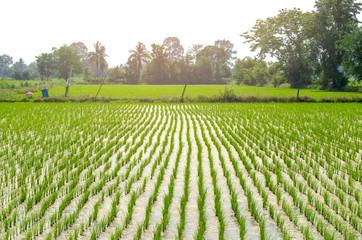 Rice farming of farmers in the provinces countryside of Thailand - obrazy, fototapety, plakaty