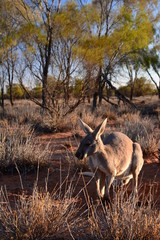 Kangaroo. Alice Springs. Northern Territory. Australia