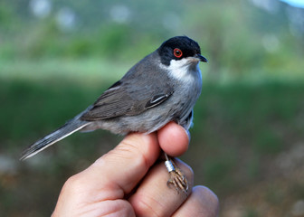 Birds of the Mediterranean mountains