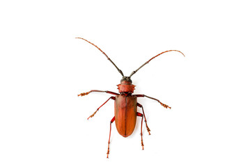 Big rusty beetle isolated tip over on a white background