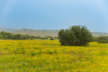 Obraz premium Spring fields landscape of Karpasia Peninsul, Cyprus with wild donkeys in the background