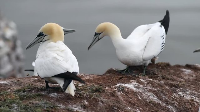 Northern gannet (Morus bassanus) nesting on a rock. Large colony of birds on the island of Helgoland. Shallow depth of field. Slow motion. No people. Attack and defense. Slow motion.