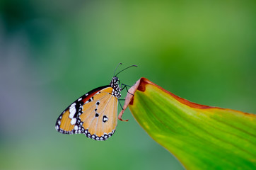 Closeup beautiful butterfly on colorful of leaf green and nature