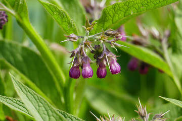 Beinwell Pflanze, mit lila, violett farbener Blüte, und grünen Blättern, auf der Wiese