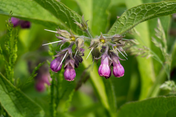 Beinwell Pflanze, mit lila, violett farbener Blüte, und grünen Blättern, auf der Wiese