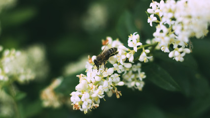 White flowers shrub. Plants in the park. Insect collects pollen. A bee or a wasp is working.