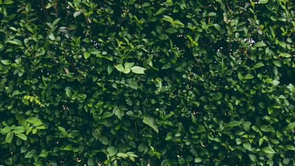 Green wall of grass. Exactly trimmed bushes in the park. Green high fence as a background