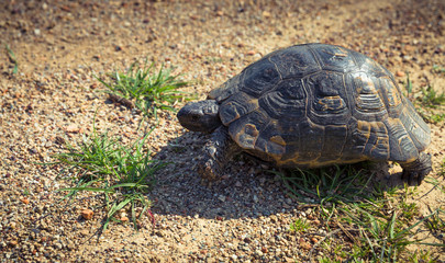 Turtle in wildlife. Turkey