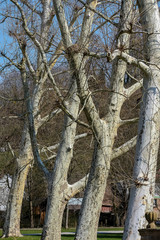 Baumstämme von Platanen in Frühling