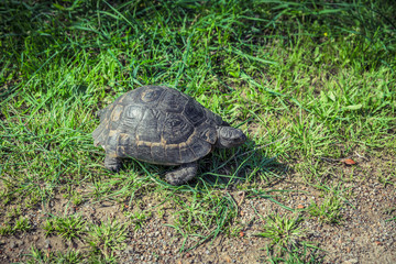 Turtle in wildlife. Turkey