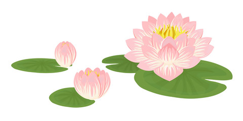 Vector illustration of a Lily. Water Lily isolated on white. Composition of pink Lotus flower with green leaves.