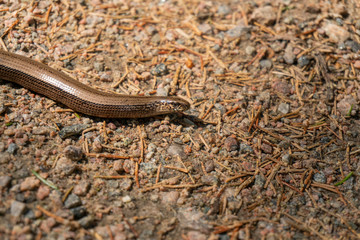 Closeup picture of a copper snake - serpent