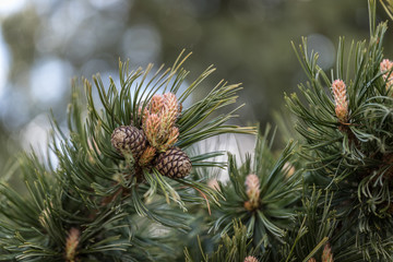 Natur