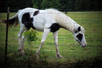 Obraz na płótnie Canvas Horse grazing in a fenced pasture 