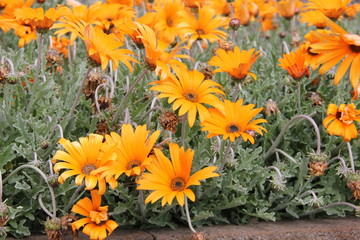 Botanical Garden Madeira