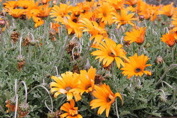 Botanical Garden Madeira