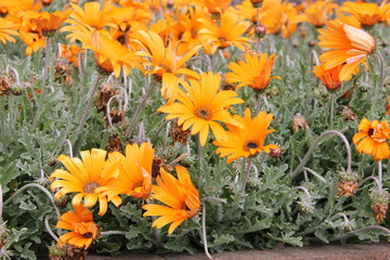 Botanical Garden Madeira