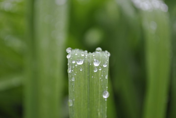dew on grass