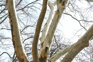 Baumstämme von Platanen in Frühling