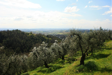 Olive grove in the hills in Tuscany, Italy
