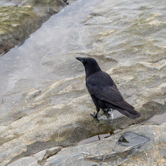 High angle view of raven on Spiral Beach, Victoria, British Columbia, Canada