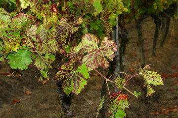Rotes Weinlaub im Herbst, Vitis vinifera