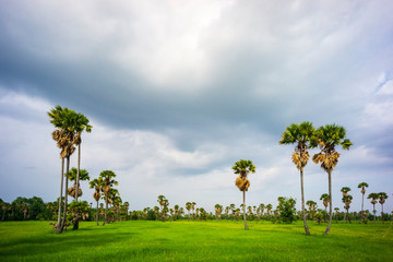 Beautiful of nature green rice fields and sugar palm tree with cloudy day