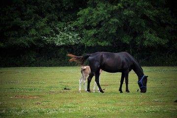 Horse and colt in a pasture