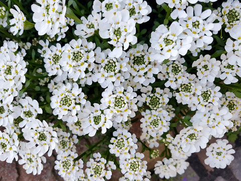 Bittere, Schleifenblume, Iberis, amara