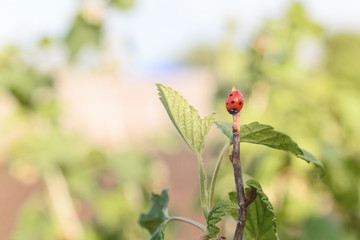 Ladybug small red insect on a green leaf of currant bush in the garden.