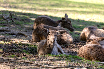 Die Herde ruht sich aus