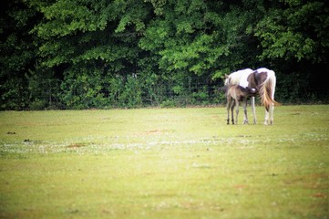 Horse and colt in a pasture 