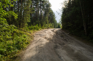 Fototapeta premium dirt road in a pine forest
