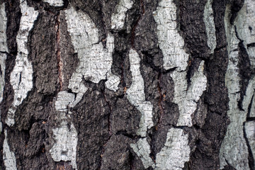 Trunk of birch. Birch bark close-up