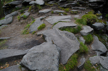 the pine wood and the stones