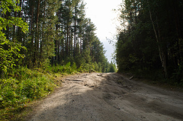 dirt road in a pine forest