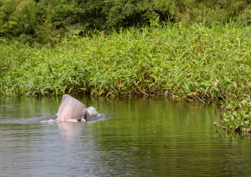 Pink River Dolphin