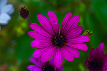 Obraz premium flor de campo