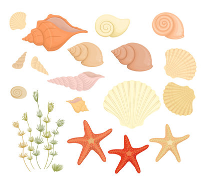 Summer set of seashells and starfish isolated on white