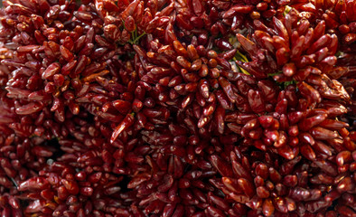 pepper chilli. A bunch of bitter pepper