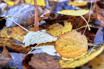 Autumn leave