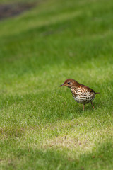 bird in the grass
